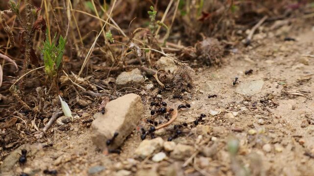 Macro video of a determined ant carrying a large piece of wood across the forest floor in its natural habitat. The footage captures the impressive strength and persistence of the tiny insect