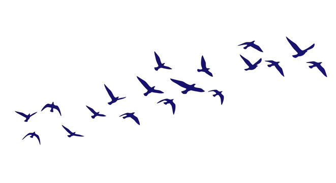 Migrating birds silhouette vector, flock of flying seagulls in blue, wild bird group soaring in the sky, seasonal migration animal graphic
