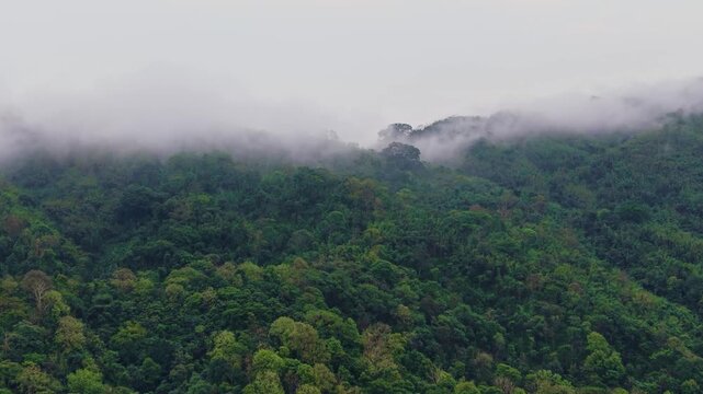 Aerial view of a sea of clouds drifting over lush green forested hills at sunrise, Kala Pahar, Sylhet, Bangladesh