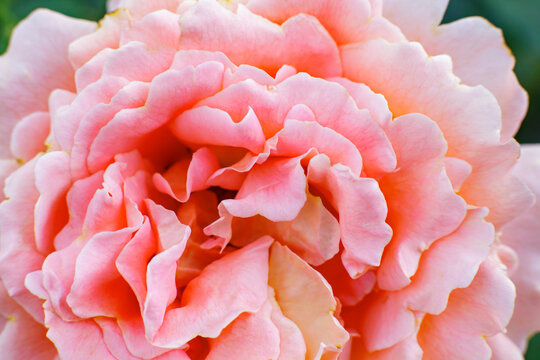 Macro portrait of a beautiful blooming peach-pink rose flower head close up.