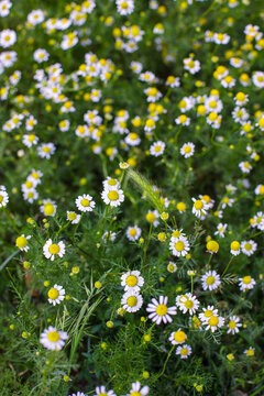 Beautiful wild chamomile flowers blooming in a summer meadow with green grass.