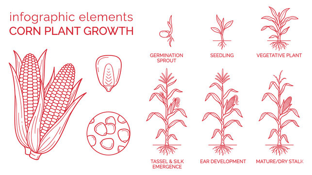 Corn plant growth cycle infographic showing various stages from germination to maturity.