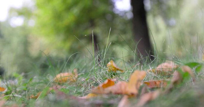 Meadow grass is green, wild grass covers the ground in the forest area against the background of blurred silhouettes of trees