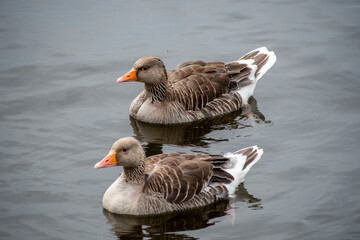Fototapeta premium Greylag Geese in Summer Plumage on the River Trent in Nottingham, UK