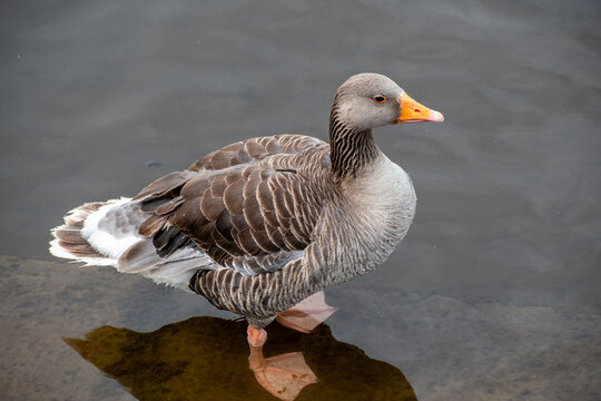 Greylag Goose in Summer Plumage on the River Trent in Nottingham, UK