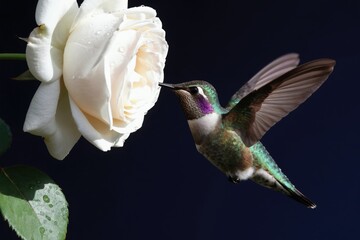 Fototapeta premium Tiny hummingbird bird sips nectar from dewy white rose. Small creature hovers with spread wings near flower petals. Dark background, macro view, water drops on plant leaves.