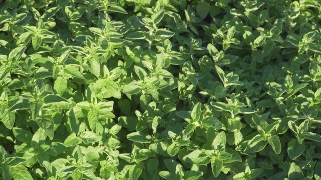 A static top view captures dense foliage of oregano plants thriving under bright morning light. Ideal for commercial projects focused on healthy eating, cooking, and organic farming. 
