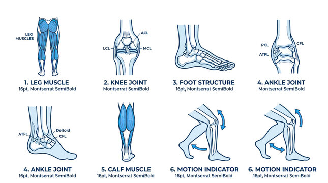 Human Leg Anatomy: Muscles, Joints, Foot and Ankle Structure