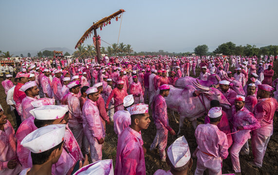 India - 30 March 2024: View of a large crowd of devotees covered in pink powder during the Bagad Jatra festival with decorated oxen and a wooden pole structure in a rural field.