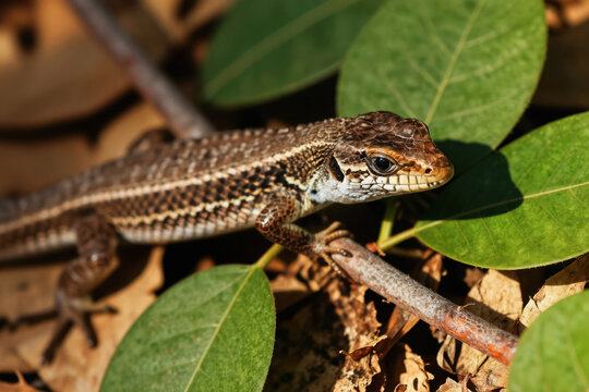 Small brown lizard sits on branch amongst green leaves and dry ground. Detailed macro view of reptile with striped skin texture. Wildlife creature in natural habitat shows tiny scales and claws.