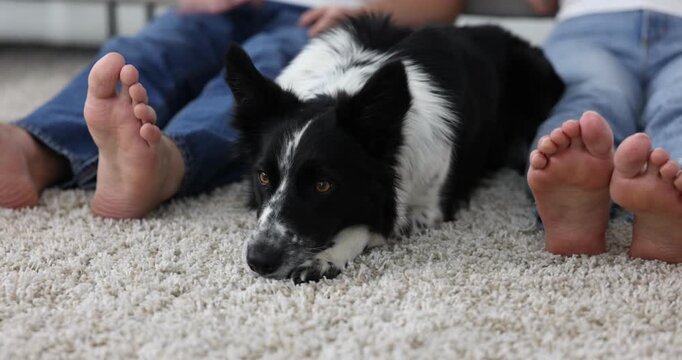 Couple with their cute dog at home, closeup