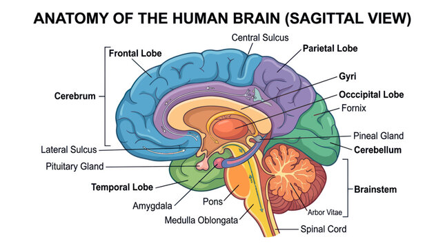 Human Brain Anatomy Sagittal View Diagram