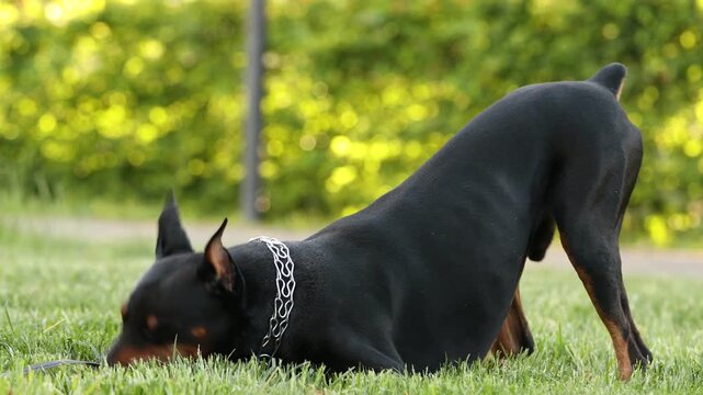 Adorable Dobermann dog playing with toy on green grass in park