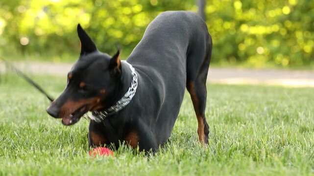 Adorable Dobermann dog playing with toy on green grass in park