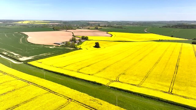 Rapeseed fields and Farms over Bere Regis from a drone, Dorset, England