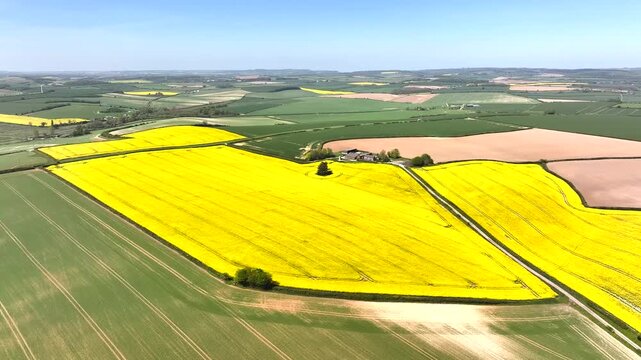 Rapeseed fields and Farms over Bere Regis from a drone, Dorset, England