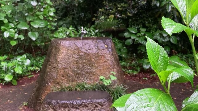 Bright sunlight beaming through green trees after heavy rain in a public park silent
