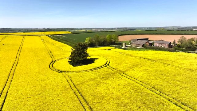 Rapeseed fields and Farms over Bere Regis from a drone, Dorset, England