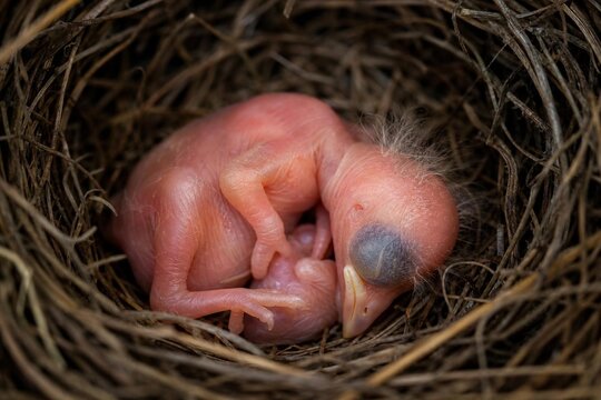 featherless. A featherless newborn hatchling curled in an empty nest, soft natural light. wildlife magazines, conservation campaigns, designed for wildlife conservation campaigns.