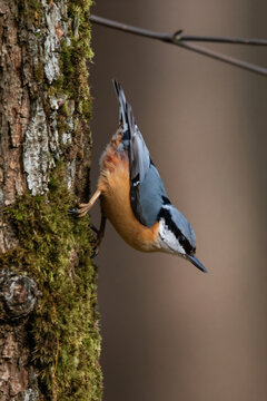 Small Eurasian nuthatch bird climbs down mossy tree trunk. Wildlife creature with blue grey wings and orange chest searches for food in forest woodland. Tiny avian animal clings to bark.