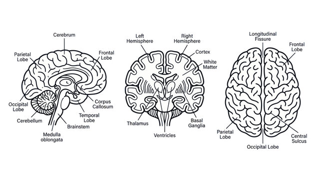 Human Brain Anatomy Diagram: Sagittal, Coronal, and Superior Views