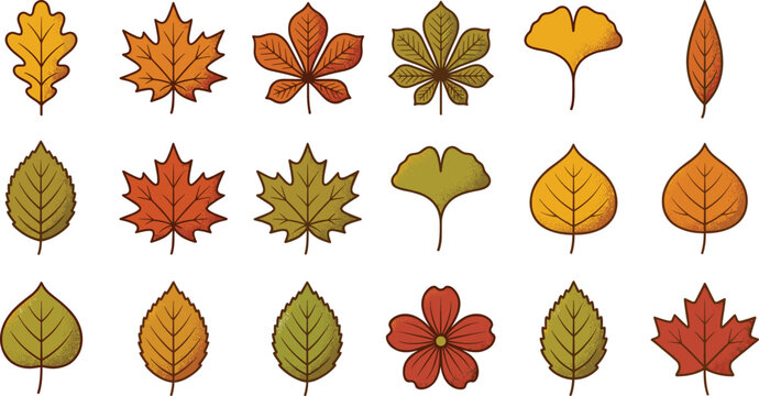 Autumn fall leaf collection featuring maple oak ginkgo chestnut and seasonal foliage isolated for botanical and nature designs
