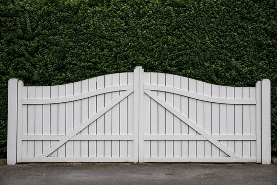 White garden gate in front of a tall, dense privet hedge.