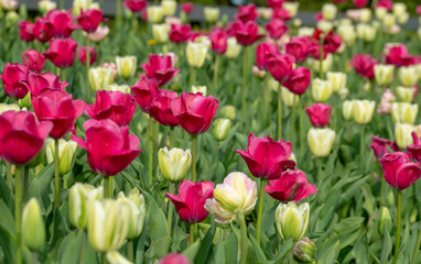 Obraz premium Field of fresh pink and white tulips close Up macro