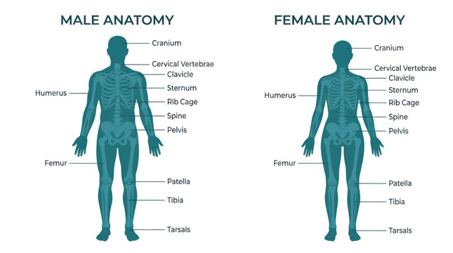 Male and Female Anatomy Skeleton Comparison, Medical Diagram