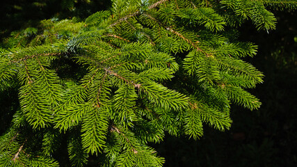 Fototapeta premium Dark green background of Christmas tree branches in nature with a soft accent and sunny highlights. Holiday postcard.