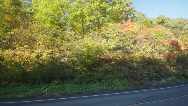 紅葉の名所 秋の鳴子峡の風景　Autumn scenery of Naruko Gorge, a famous spot for autumn foliage.