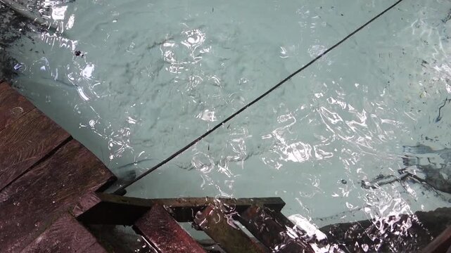 bubbling spring gushes from earth in the middle of amazon rainforest. Presidente Figueiredo, Amazonas, Brazil