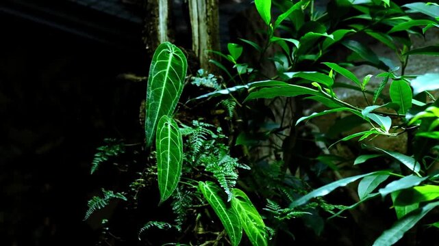 Vivid green leaves in a dark jungle scene