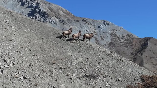 Himalayan ibex herd with curved horns navigating steep scree slope in alpine terrain near Manali. Aerial shot following the animals as they traverse the rocky mountainside under clear blue sky.