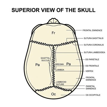 Superior view of human skull bone anatomy diagram.