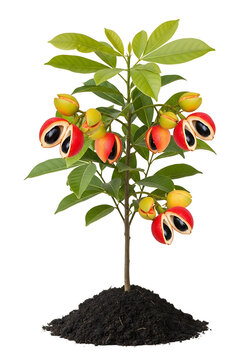 Isolated Jamaican ackee fruit on a plant with soil against white background