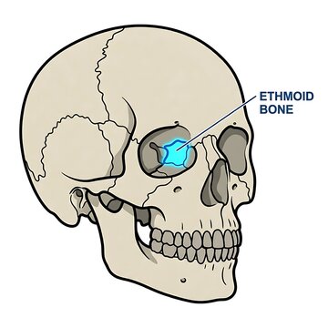 Human skull anatomy with ethmoid bone highlighted.
