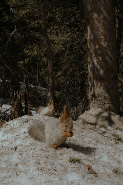 squirrel in the woods