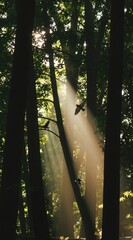 Fototapeta premium Sunlight rays penetrate a dense forest canopy illuminating flying birds. Tall trees and lush green foliage create a tranquil, natural woodland scene.