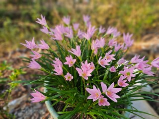 Obraz premium pink flowers in the garden