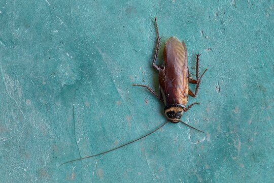 Dead Cockroach On Teal Surface. Close-Up Household Pest Photo For Pest Control And Entomology