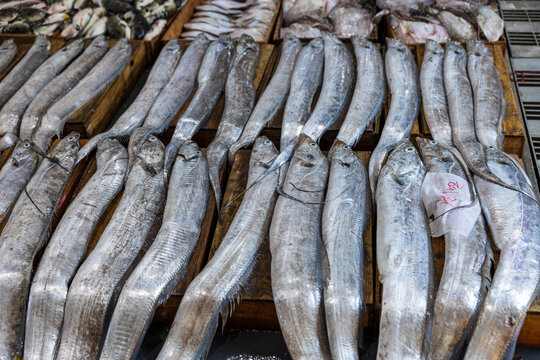 Fresh Fish Waiting for Sale at a Seafood Auction Market