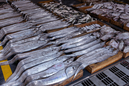 Fresh Fish Waiting for Sale at a Seafood Auction Market
