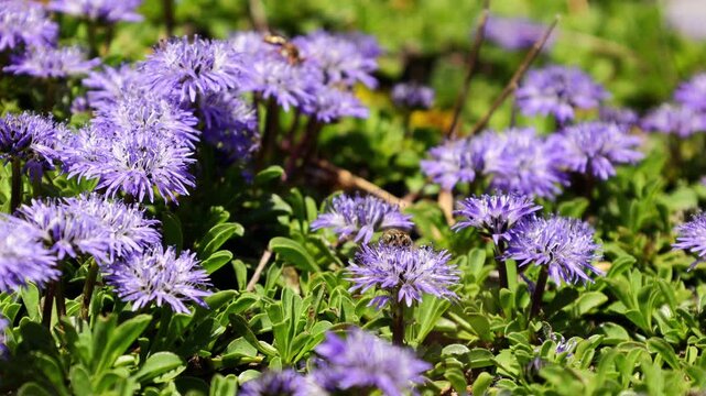 Macro video of a honey bee collecting nectar and pollen from a colorful flower in a natural garden or meadow environment. The footage captures the bee as it moves between petals