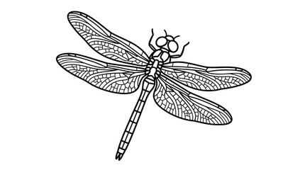 Detailed dragonfly line art illustration on white background. © ZAHZI