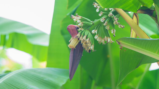 A detailed close-up shot of a vibrant purple banana blossom (banana heart) hanging from a stem, with clusters of small, young green bananas and delicate florets beginning to form. Framed by lush