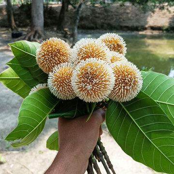 A hand holding a bunch of fresh kadam flowers with green leaves in a natural outdoor setting