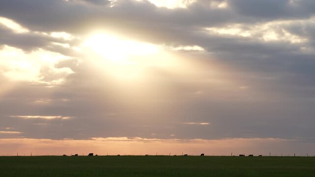 a bank of dark clouds lets a hole of bright sunshine to beam down on a line of black cattle along the horizon of a prairie ranch land farm