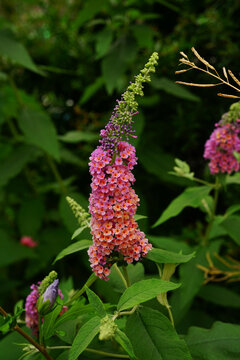 The flower of Buddleia
