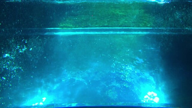 Low angle shot of Gentoo penguins, Pygoscelis Papua, swimming fast and freely underwater. 4K